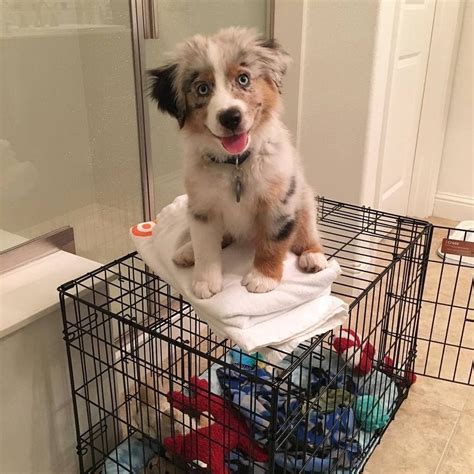 Amazing Healthy Well Behaved Mini Australian Shepard For Rescue For Sale Adoption From South