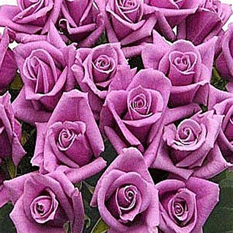 100 Long Stem Lavender Roses Usa T 100 Long Stem Lavender Roses