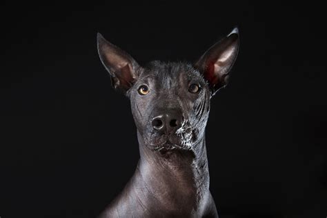 Prophecy By Sophie Gamand Hairless Dogs Are Beautiful