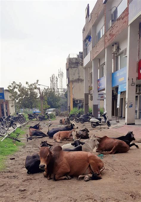 Stray Cattle Menace In P Kula The Tribune India