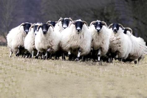 Donegal Blackface Sheep Breeders Assoc Annual Female Sale Lsl