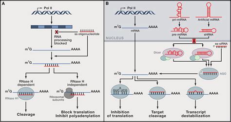 singles engage the rna interference pathway cell