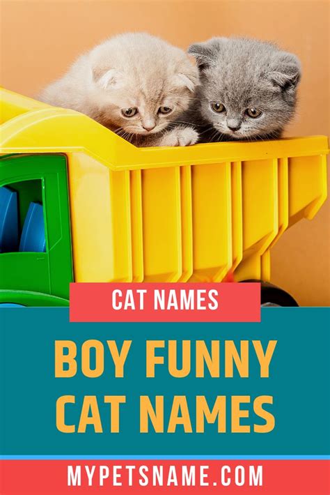 Call your feline perfectly according to the personality. Pin on Cat Names