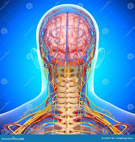 Circulatory And Nervous System Of Brain Stock Illustration