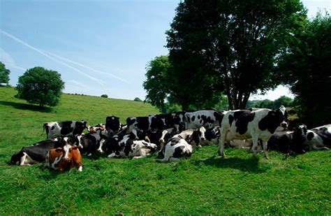 Top Yielding Dairy Cows Are Feeling The Heat Phileo By Lesaffre