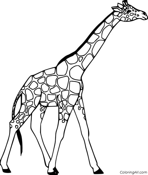 18 Free Printable Realistic Giraffe Coloring Pages In Vector Format