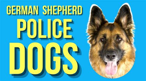 Why Are German Shepherds Used As Police Dogs Updated April 2023