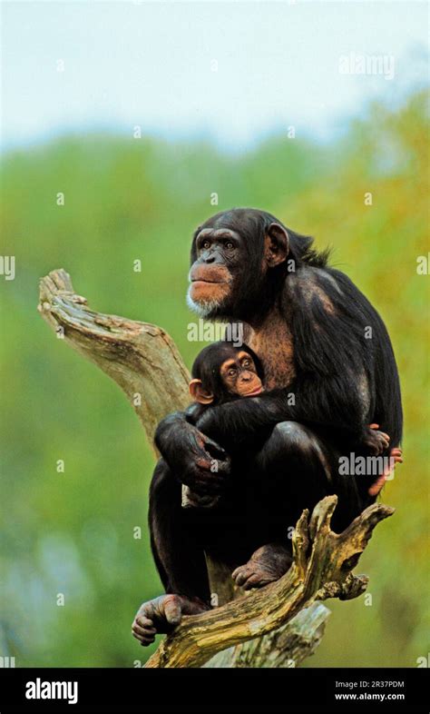 Common Chimpanzee Pan Troglodytes Chimpanzees Apes Apes Primates