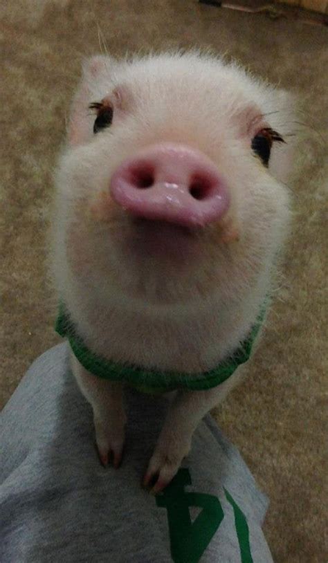 Pigs Can Be Cute Too Aww