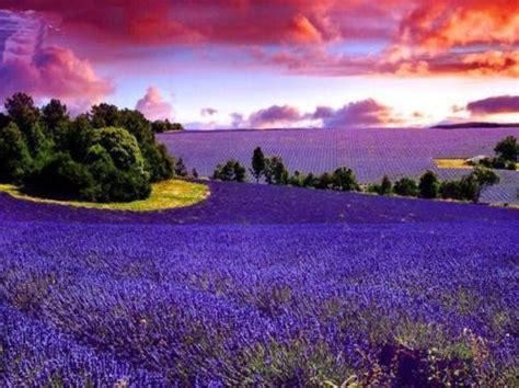 Lavender Fields At Sunset