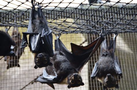 Cruelty In Vain Endangered Cairns Flying Foxes Deserve Better Humane Society International Hsi