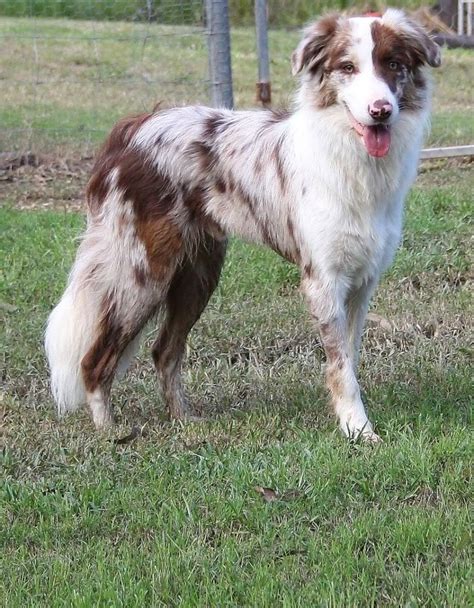 Red Merle Border Collie Beautiful Collie Dog Border Collie Dogs