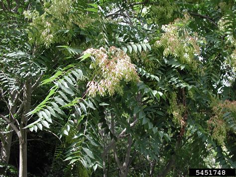 Tree Of Heaven Ailanthus Altissima Sapindales Simaroubaceae 5451748