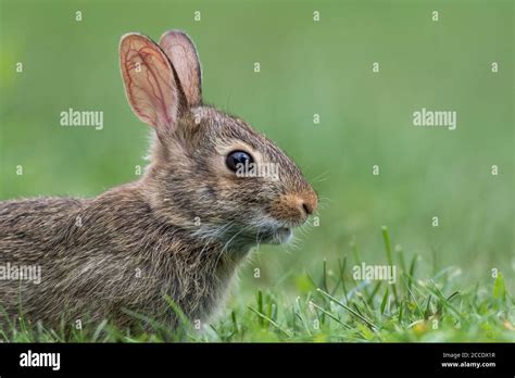 Adorable Young Eastern Cottontail Rabbit Side Profile Sylvilagus