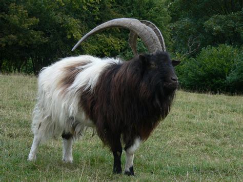 Goat Breeds A Z List Of Every Breed Of Goat Boer Goat Profits Guide