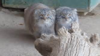 Pallas Cats Kittens At 65 Months Youtube