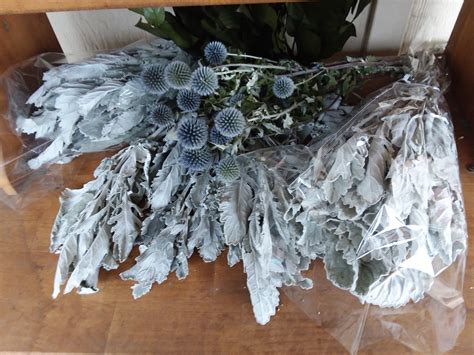 Jun 11, 2021 · the dusty, rocky martian surface and a chinese rover and lander bearing small national flags were seen in photos the rover took on the red planet. Dusty Miller - Silver Ragwort