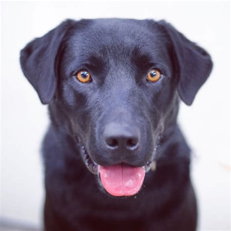 Her mother is a black lab and father a golden retri. Rubble - Large Male Golden Retriever x Kelpie x Labrador ...