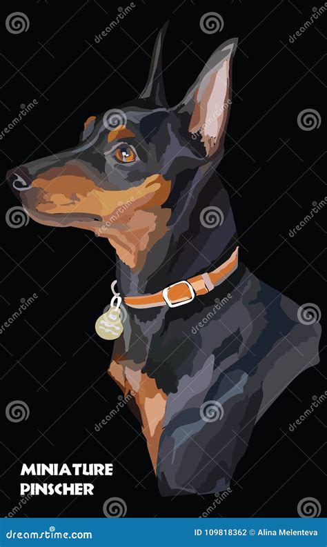 Retrato Colorido Del Vector Del Pinscher Miniatura Ilustración Del Vector Ilustración De