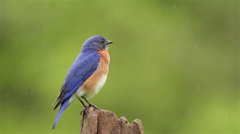 Bluebird Singing In The Rain Youtube