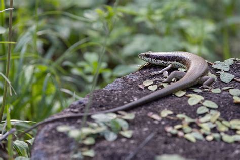 The Long Tailed Skink