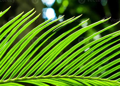 The Pinnately Compound Leaves Of Cycas Revoluta Thunb 3466774 Stock