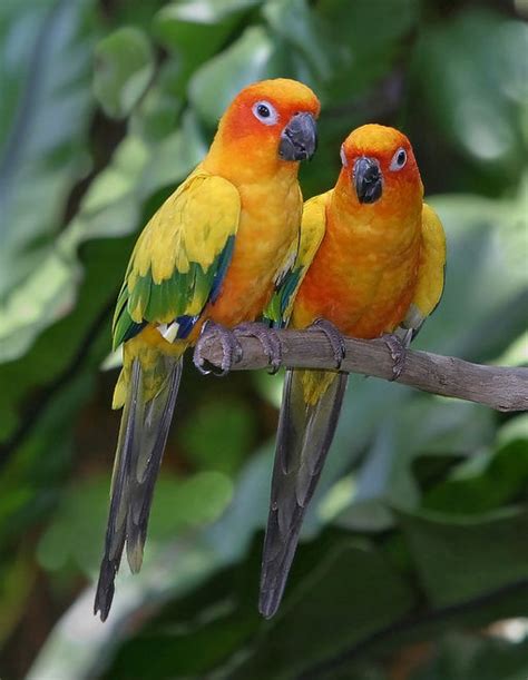 Carolina Parakeet Are Non Native Parakeets Filling This Niche Nature Talk INaturalist