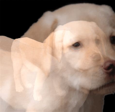 Labrador Gifs Find Share On Giphy