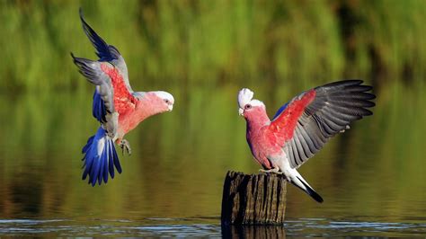 Pin by Emily Blunt on Wonderful Birds | Beautiful bird ...