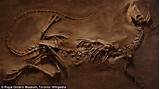Dinosaur Fossil Record Pictures