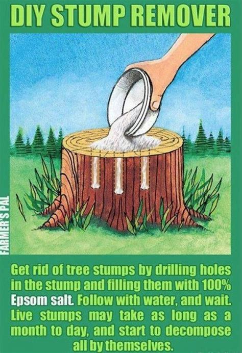 How To Kill Tree Stump Naturally Pin On Yard Drill Holes In The