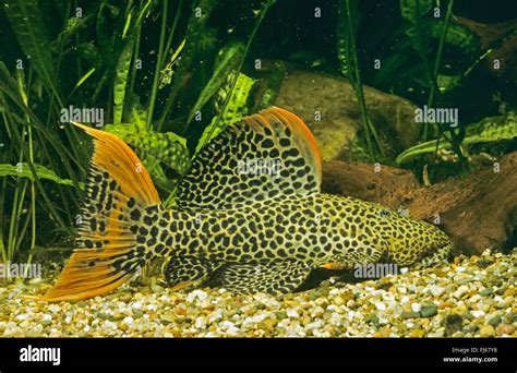 Leopard Pleco Cactus Pleco Pseudacanthicus Leopardus On The Bottom