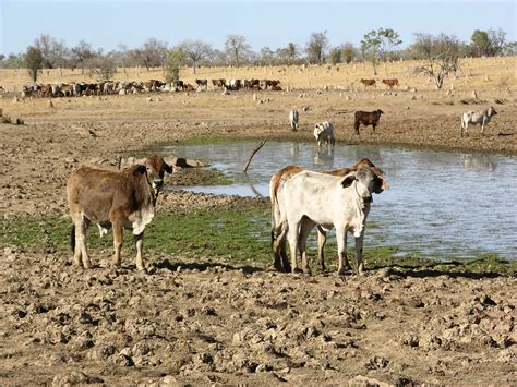 Upgrading of breed between 1950and 1960. Australia, Queensland,, Georgetown, Brahman Cattle. | Flickr