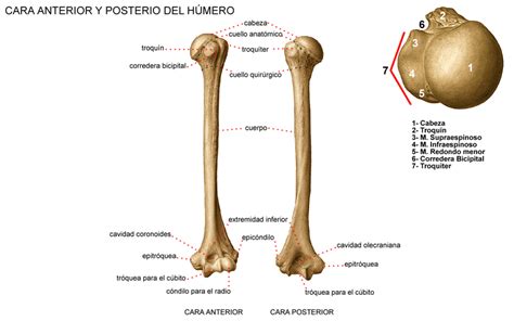 Anatomía General Sistema Óseo Huesos Del Miembro Superior Ii