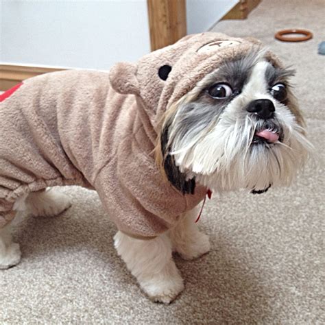 19 Derpy Dog Moments Thatll Have You Laughing In No Time Thought Catalog