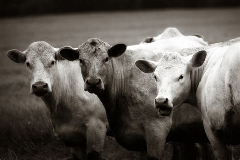 Decorate your house with pillows, tapestries, mugs, blankets, clocks, and more. farmhouse decor Cow Talk farm photo black and