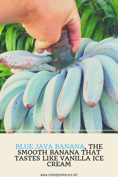 Blue Java Banana The Smooth Banana That Tastes Like Vanilla Ice Cream