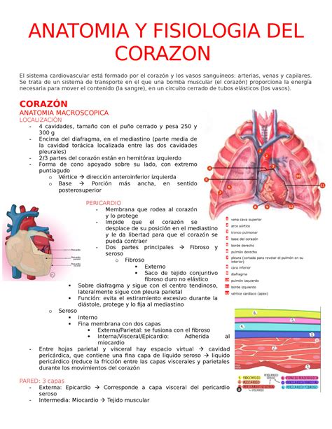 1 Anatomia Y Fisiologia Del Corazon Anatomia Y Fisiologia Del