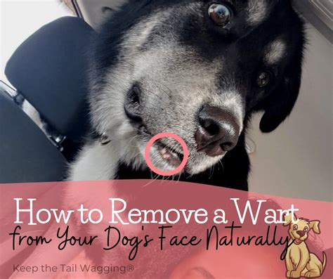 How To Remove A Wart From Your Dogs Face Naturally Keep The Tail Wagging