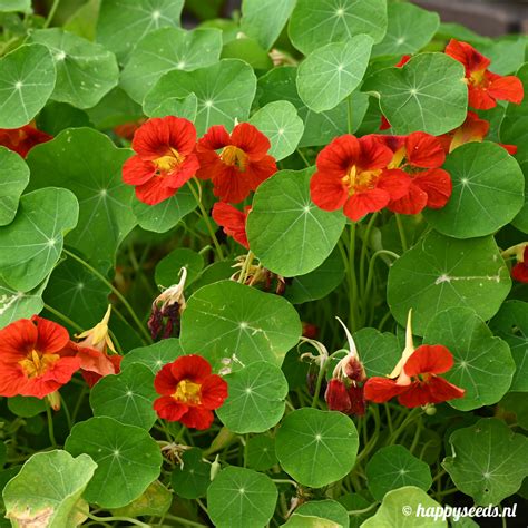 Oost - Indische kers zaden zaaien