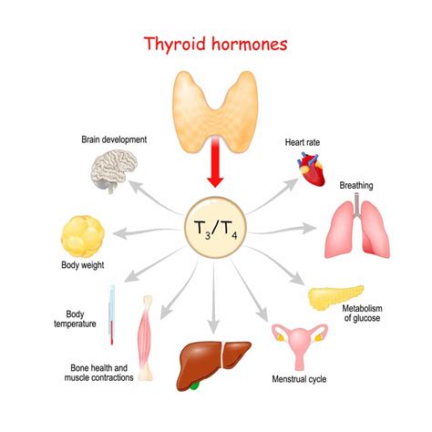 Thyroid Disease Medic Drive