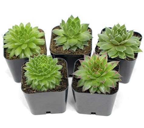 5 Sempervivum Succulents In Planter Pots With Soil Little Spikes Online