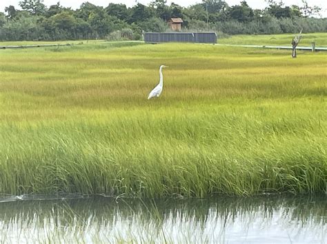 Oceanside's Marine Study Area is a nature haven | Herald Community