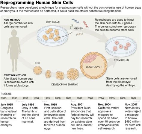 The New York Times Science Image Reprogramming Human Skin Cells