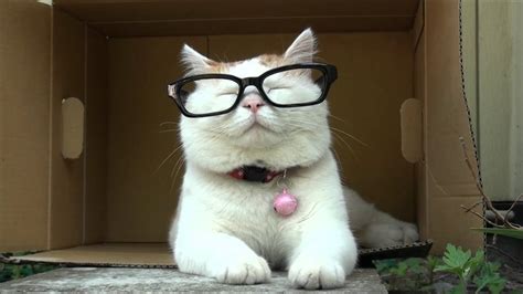 Pixlith Wallpaper Cat Glasses