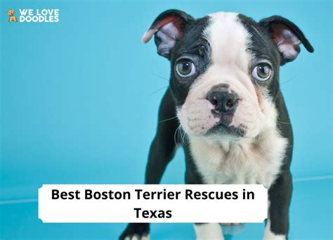 4 Best Boston Terrier Rescues In Texas 2024 We Love Doodles