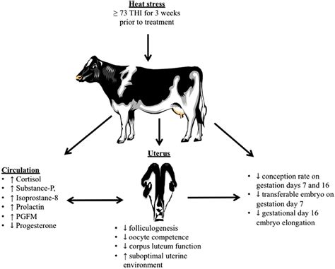 Effect Of Heat Stress On Reproductive Function In Dairy Cows Heat