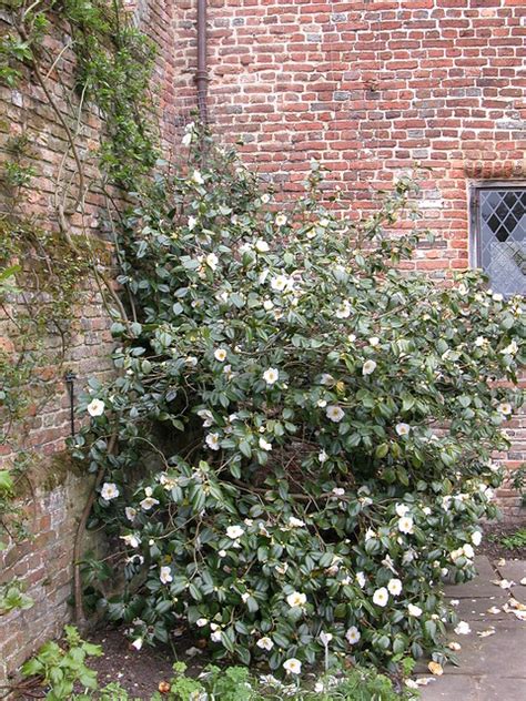 Use them in commercial designs under lifetime, perpetual & worldwide rights. Camelia bush | Flickr - Photo Sharing!