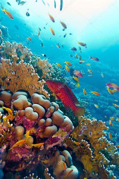 Coral Reef With Red Exotic Fish Cephalopholis At The Bottom Of Tropical