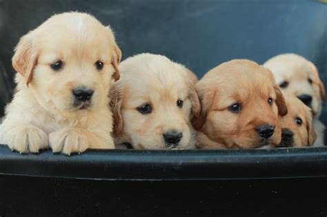 Forest is one of nine puppies, all the rest of whom. Reserve your golden retriever puppy from Windy Knoll ...